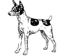 Dogs New Zealand - Tenterfield Terrier - Information and NZ Breed Standards