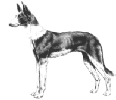 Dogs New Zealand - Ibizan Hound - Information and NZ Breed ...